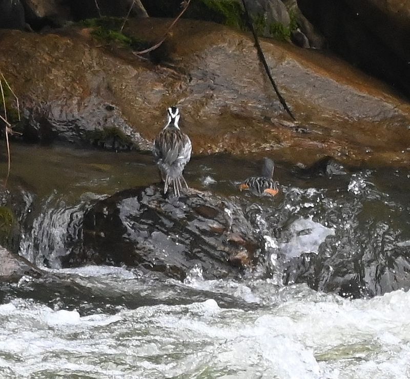 DSC_8003b.jpg