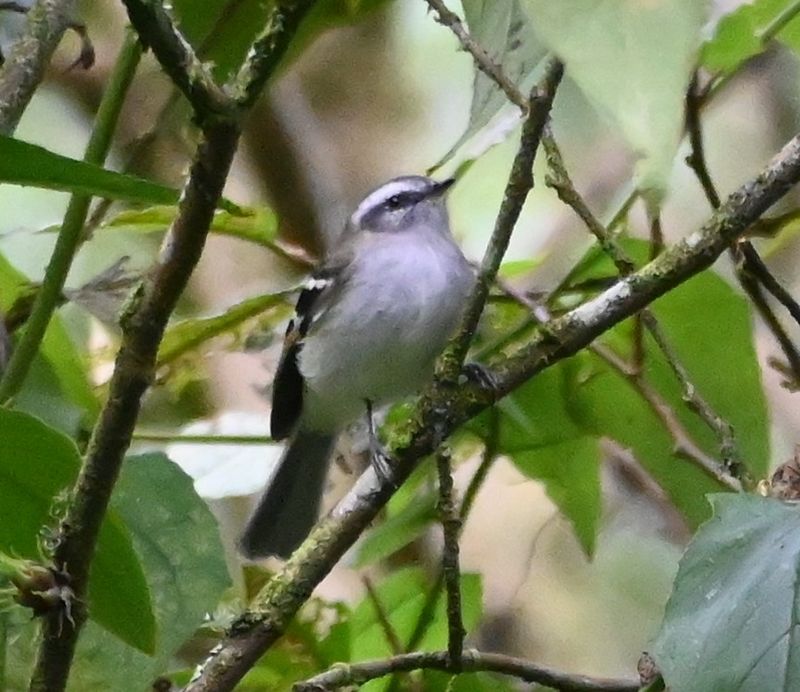 DSC_8304b.jpg