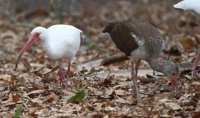 Adult and juvenile White Ibis