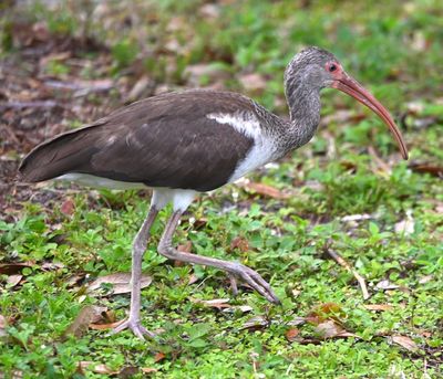 Juvenile White Ibis