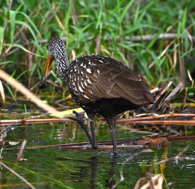 Limpkin with a snail