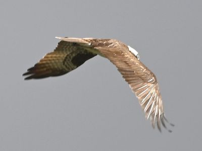 Pale (juvenile) Osprey