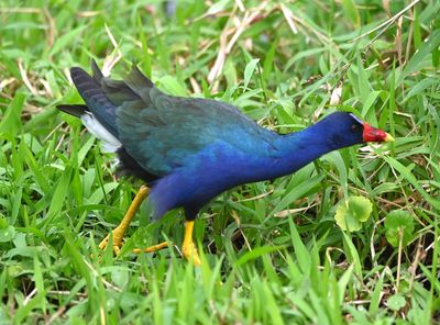 Purple Gallinule