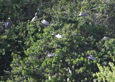Brown Pelicans and Cattle Egrets roosting in trees across the lake
