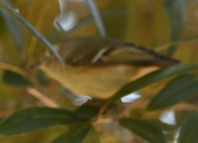 Ruby-crowned Kinglet
Hopping around in the trees near the parking lot of Orlando Wetlands