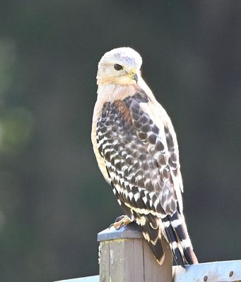 Light Red-shouldered Hawk
Sitting on a post in a field near the parking lot
