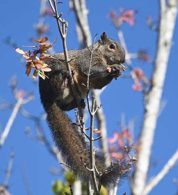 Fox Squirrel
Eating maple seeds