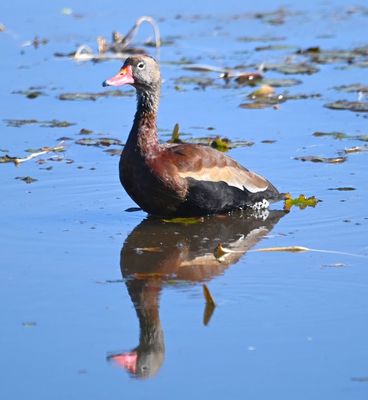 Black-bellied Whistling Duck