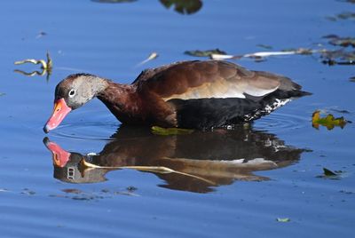 Black-bellied Whistling Duck