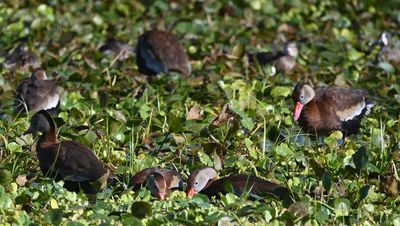 Black-bellied Whistling Duck
Among the water lilies and other water plants
