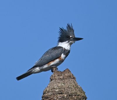Female Belted Kingfisher