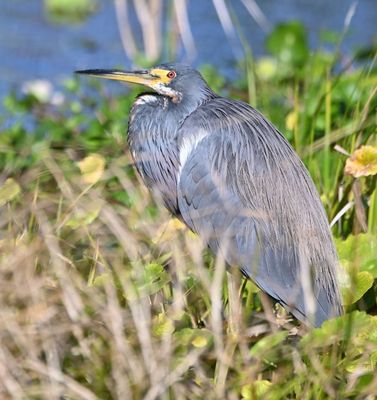 Tricolored Heron