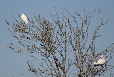 Snowy Egret (L) and White Ibis (R)
