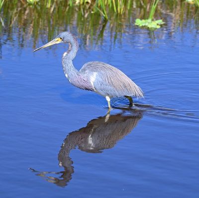 Tricolored Heron