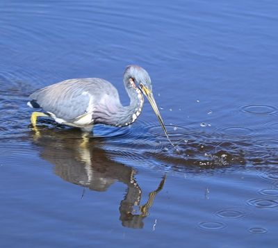 Tricolored Heron
A swing and a miss
