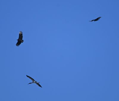 Wood Stork (lower R) circling with two Black Vultures
silver-white wingtips on the vultures