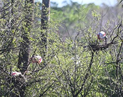 Roseate Spoonbills
Making nests