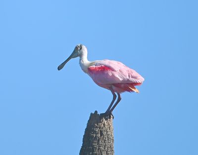 Roseate Spoonbill
Atop a dead palm tree