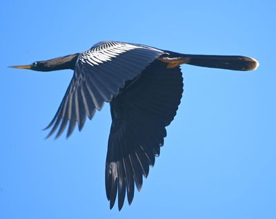 Anhinga in flight