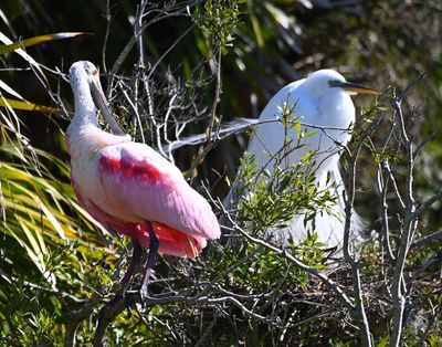 Roseate Spoonbill with a nesting Great Egret behind it