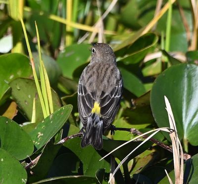Myrtle Yellow-rumped Warbler
On the water lilies in the water