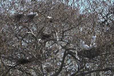 Nesting Wood Storks
