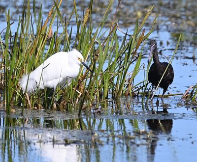 Snowy Egret and Glossy Ibis
Coming face to face