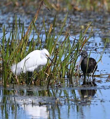 Snowy Egret and Glossy Ibis