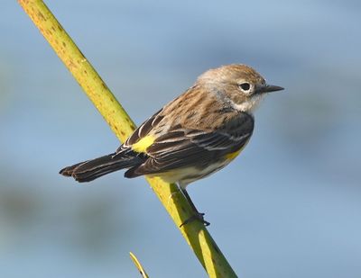 Myrtle Yellow-rumped Warbler
On a reed over the water