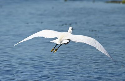 Snowy Egret
Showing its yellow feet as it flies away