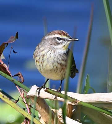 Palm Warbler