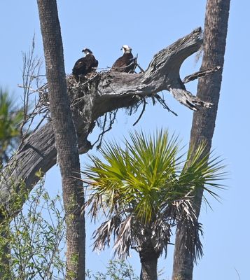 A pair of nesting Ospreys