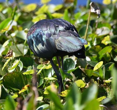 Glossy feathers of the Glossy Ibis