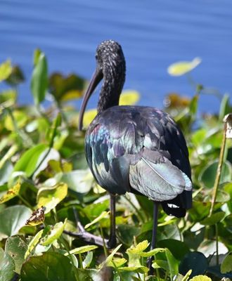Glossy Ibis