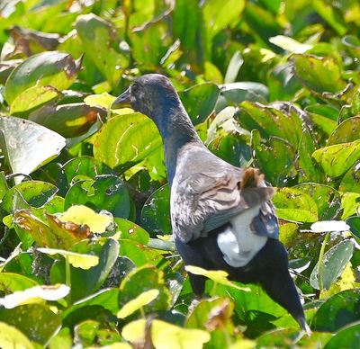 Immature Common Gallinule
Walking on the water lily pads
