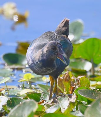 Immature Common Gallinule