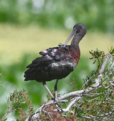 Glossy Ibis