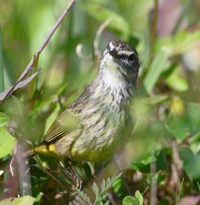 Palm Warbler