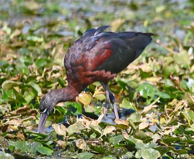 Glossy Ibis
