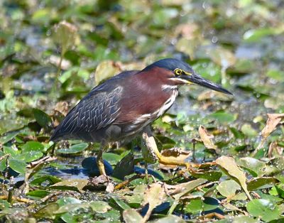 Green Heron