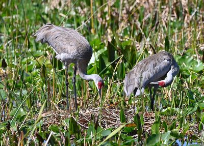 A pair of nesting Sandhill Cranes