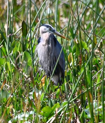 Great Blue Heron
Near the Sandhill Crane nest