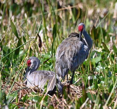 One of the cranes settles in on the nest and eggs.