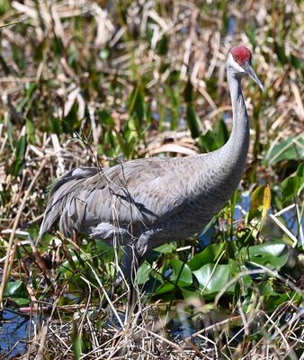 The other Sandhill Crane walked up to the edge of the path to forage, very near where we were standing.