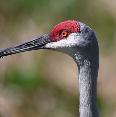 Sandhill Crane close-up