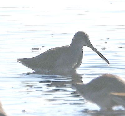 After lunch we drove to Black Point Drive on Merritt Island. 
There were lots of Long-billed Dowitchers and other shorebirds (all in bad light).