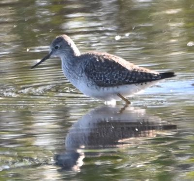 Lesser Yellowlegs