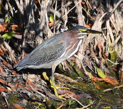 Green Heron