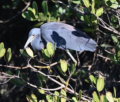 Tricolored Heron