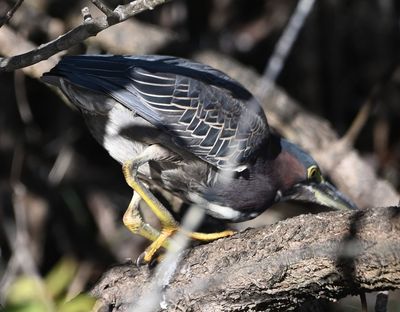 Green Heron
Focused on the water below